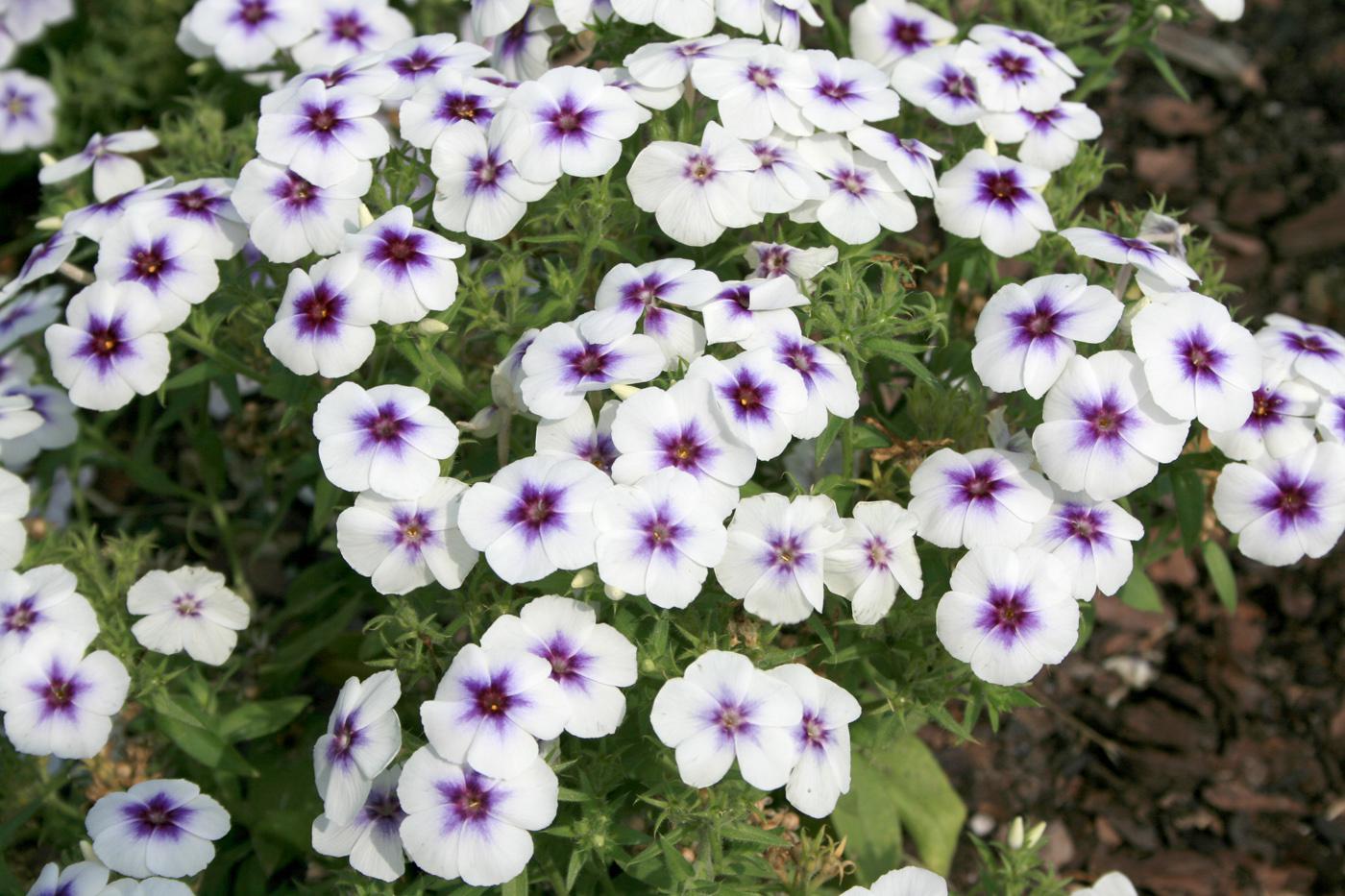 This 21st Century Blue Star phlox is easy to grow and results in full, mounded plants. Strong flower production lasts from spring until frost, and the plant can tolerate summer heat well. 