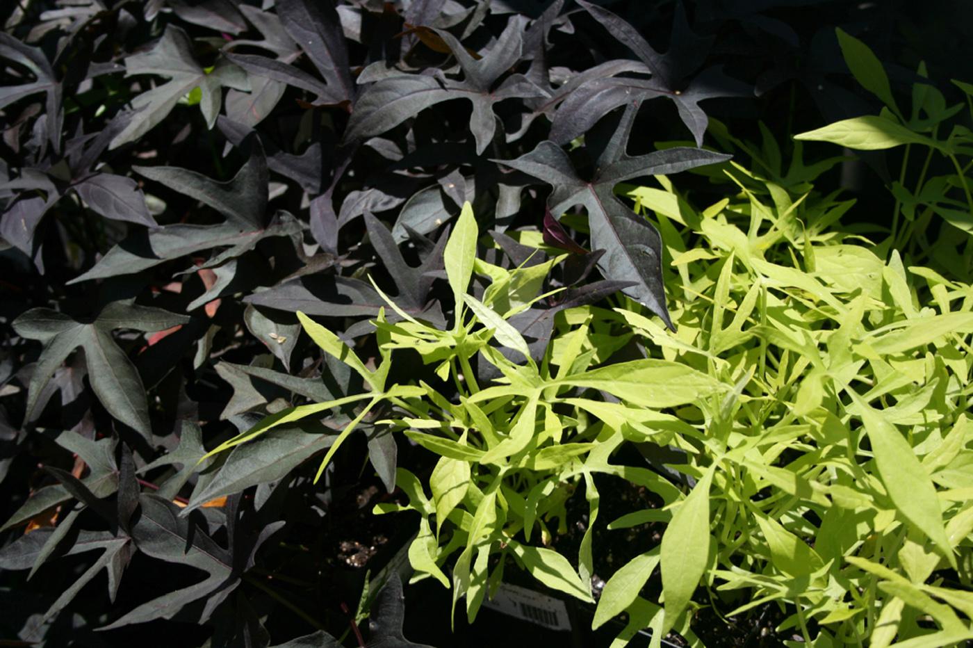 The contrasting colors of Emerald Lace and Sweet Caroline purple sweet potatoes spice up the landscape. Ornamental sweet potatoes are excellent ground covers that feature beautiful, colorful foliage. 