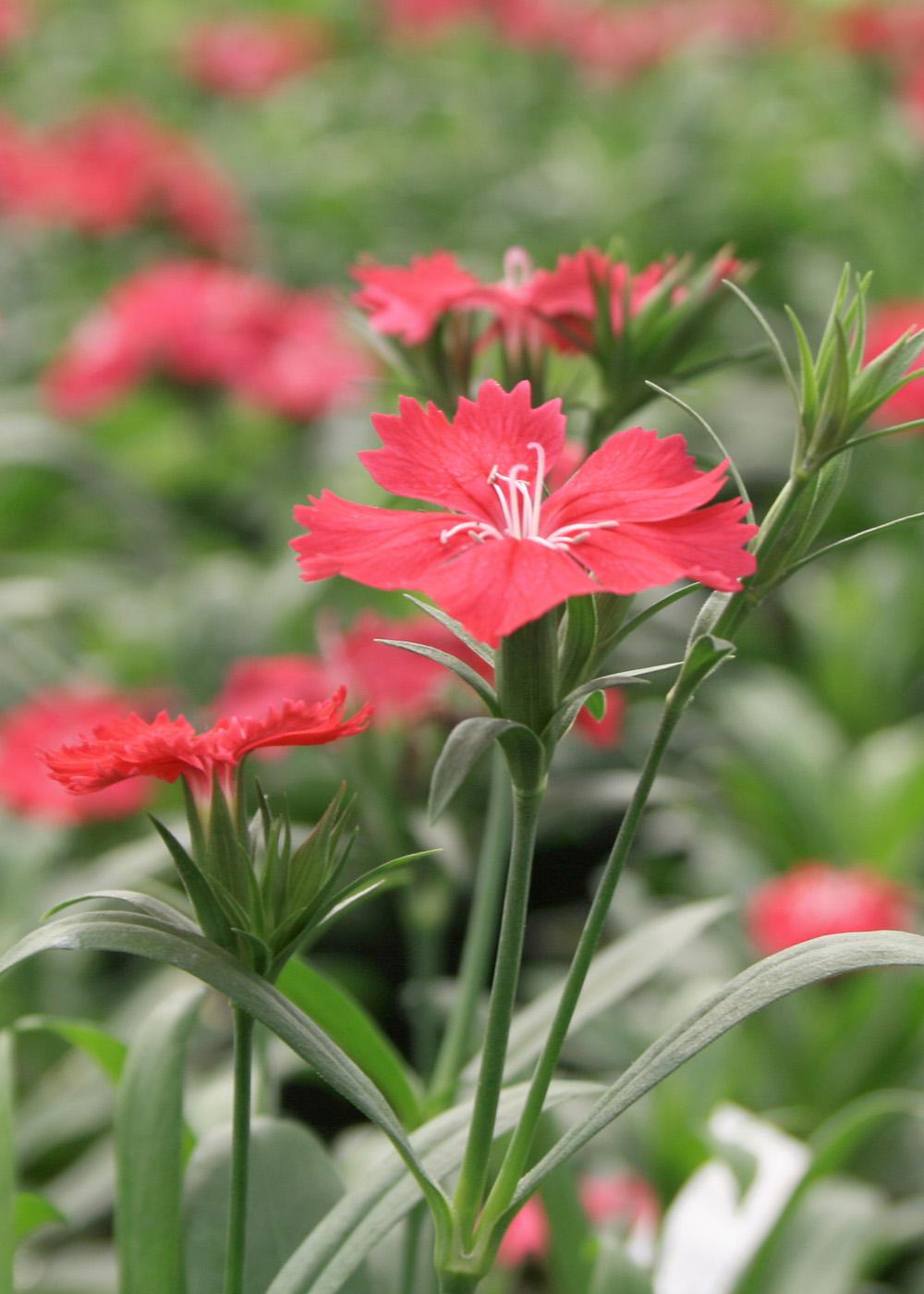 Dianthus Telstar Carmine Rose is an excellent cool-season plant that adds color to landscapes through the fall and winter. The flowers have a fringed margin and a dainty, floral fragrance.