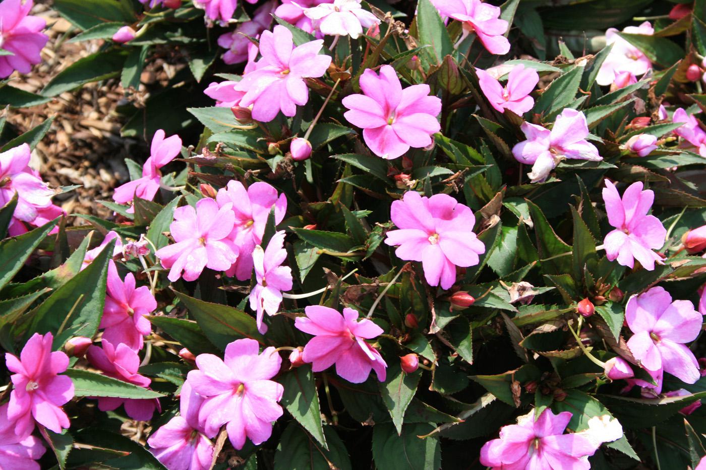 Compact lilac Sunpatiens are great in flowering combination containers. These outstanding, tight-branching plants require little pruning.