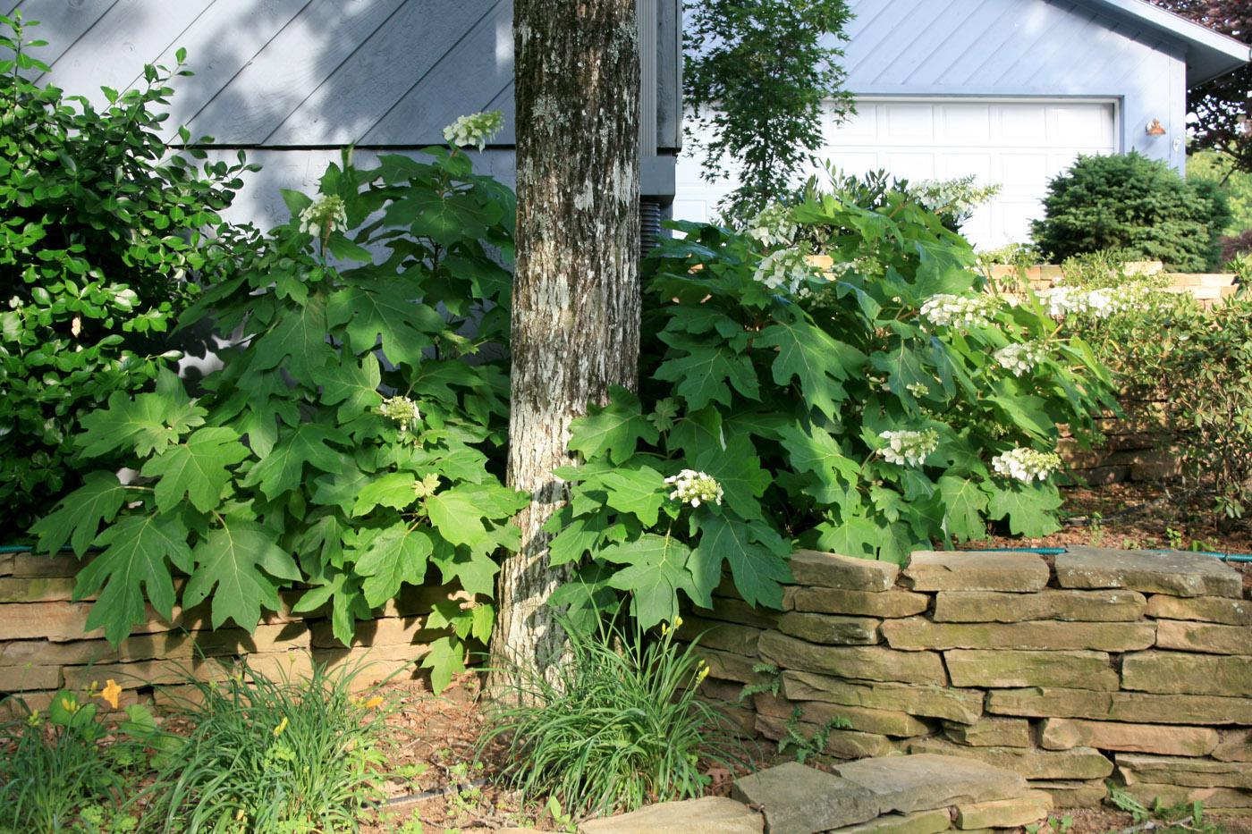 The tough, native Oakleaf hydrangea thrives in partial shade. Its gray-green summer foliage puts on a fall color show, then the leaves drop, exposing beautiful, exfoliating branches.