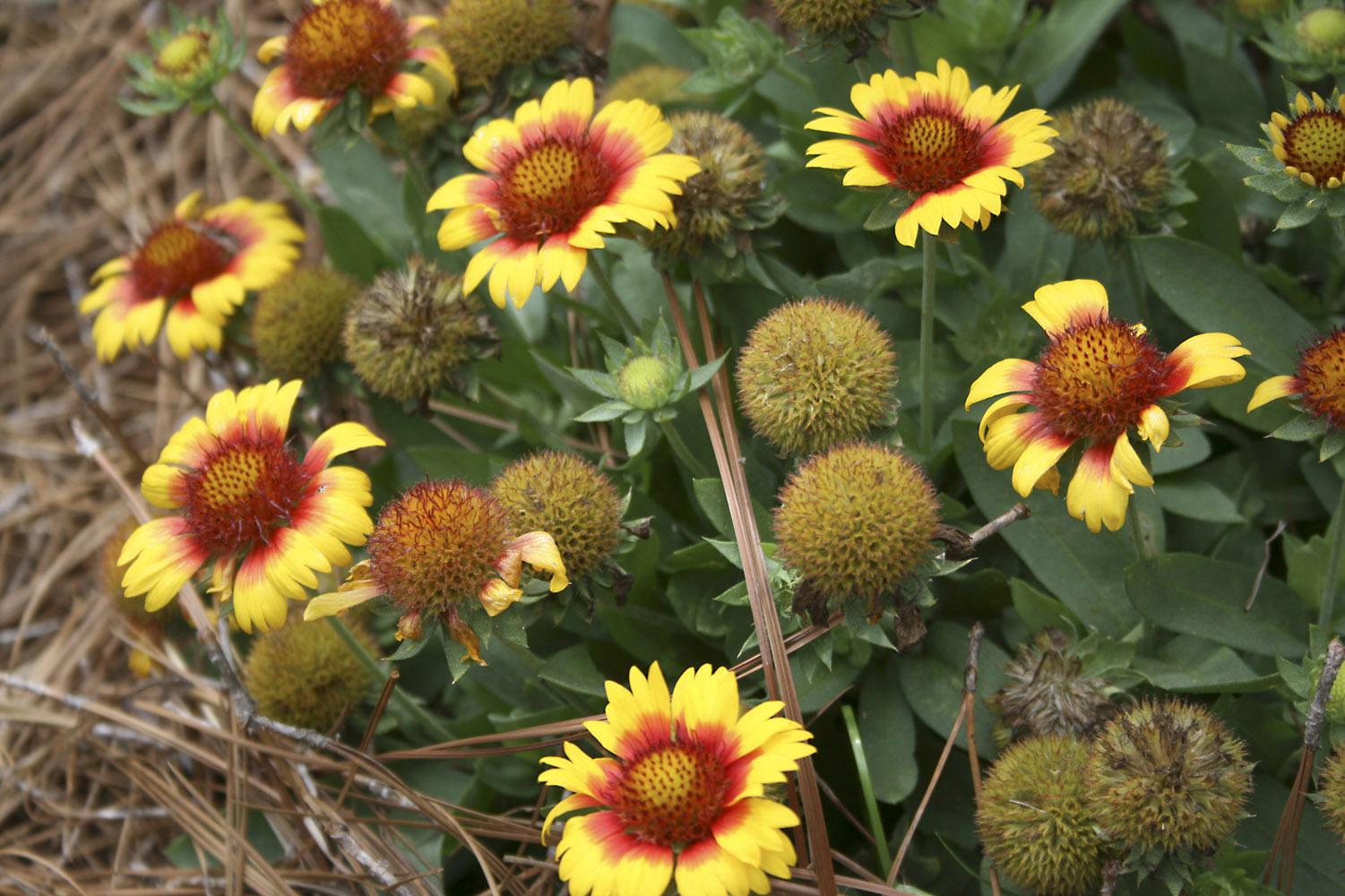 The flowers of Mesa Bright Bicolor will not fade in summer’s heat and sunlight. Their color intensity depends on the local environment. 