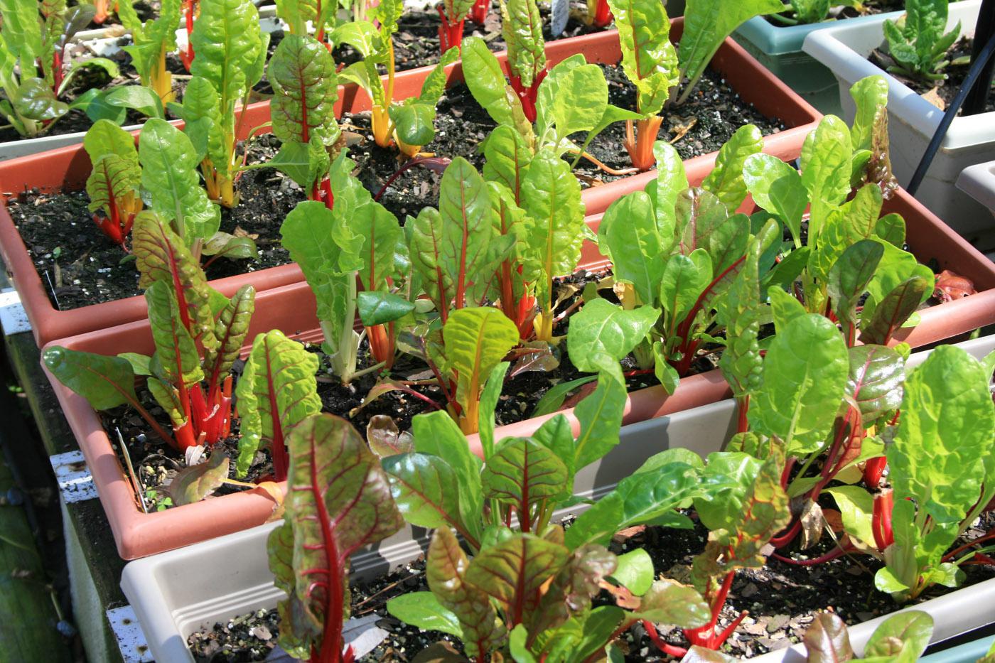 Bright Lights Swiss chard can be grown in window boxes and harvested in the baby leaf stage for a tasty addition to salads. (Photo by Gary Bachman)