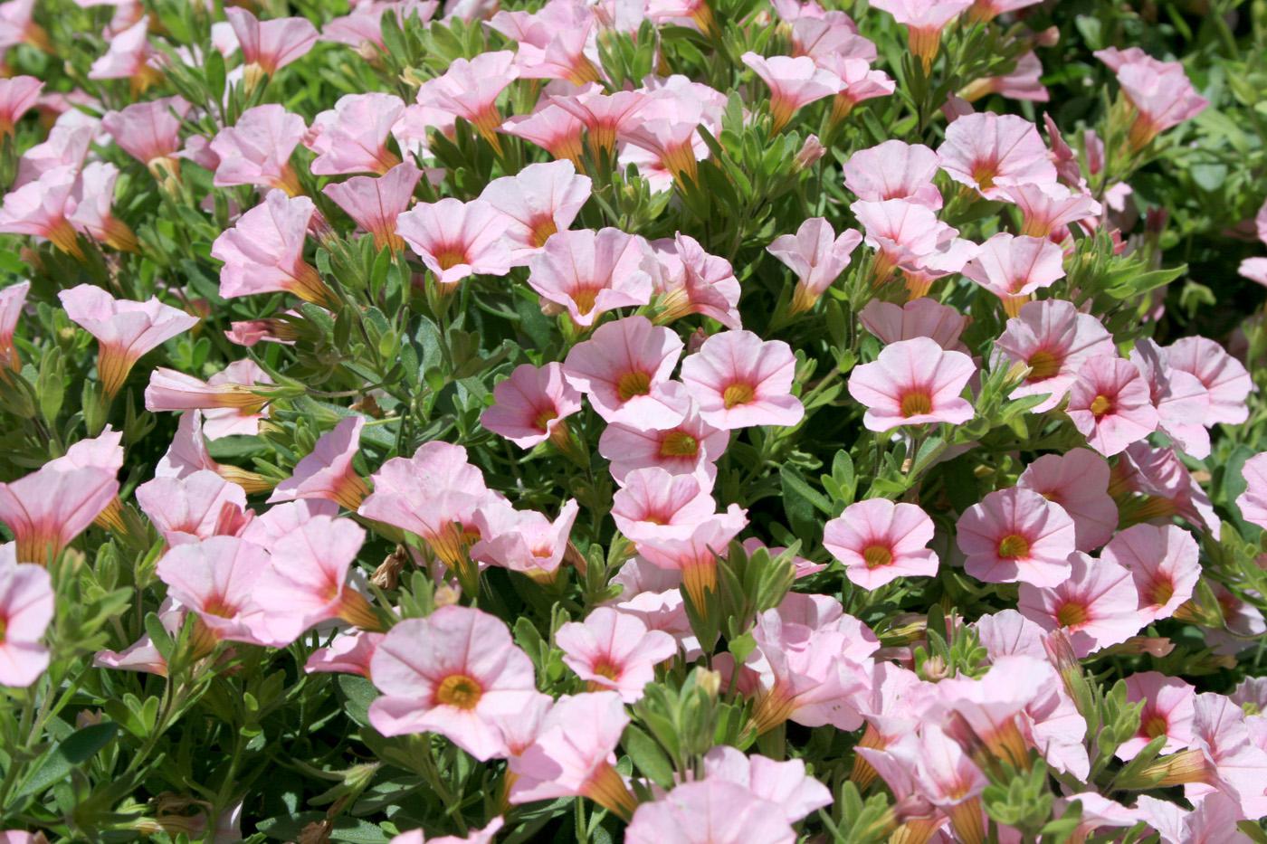 These SuperBells Cherry Blossom are an excellent selection of Million Bells, which thrive in full-sun locations and produce an unbelievable number of colorful flowers. (Photo by MSU Extension Service/Gary Bachman)