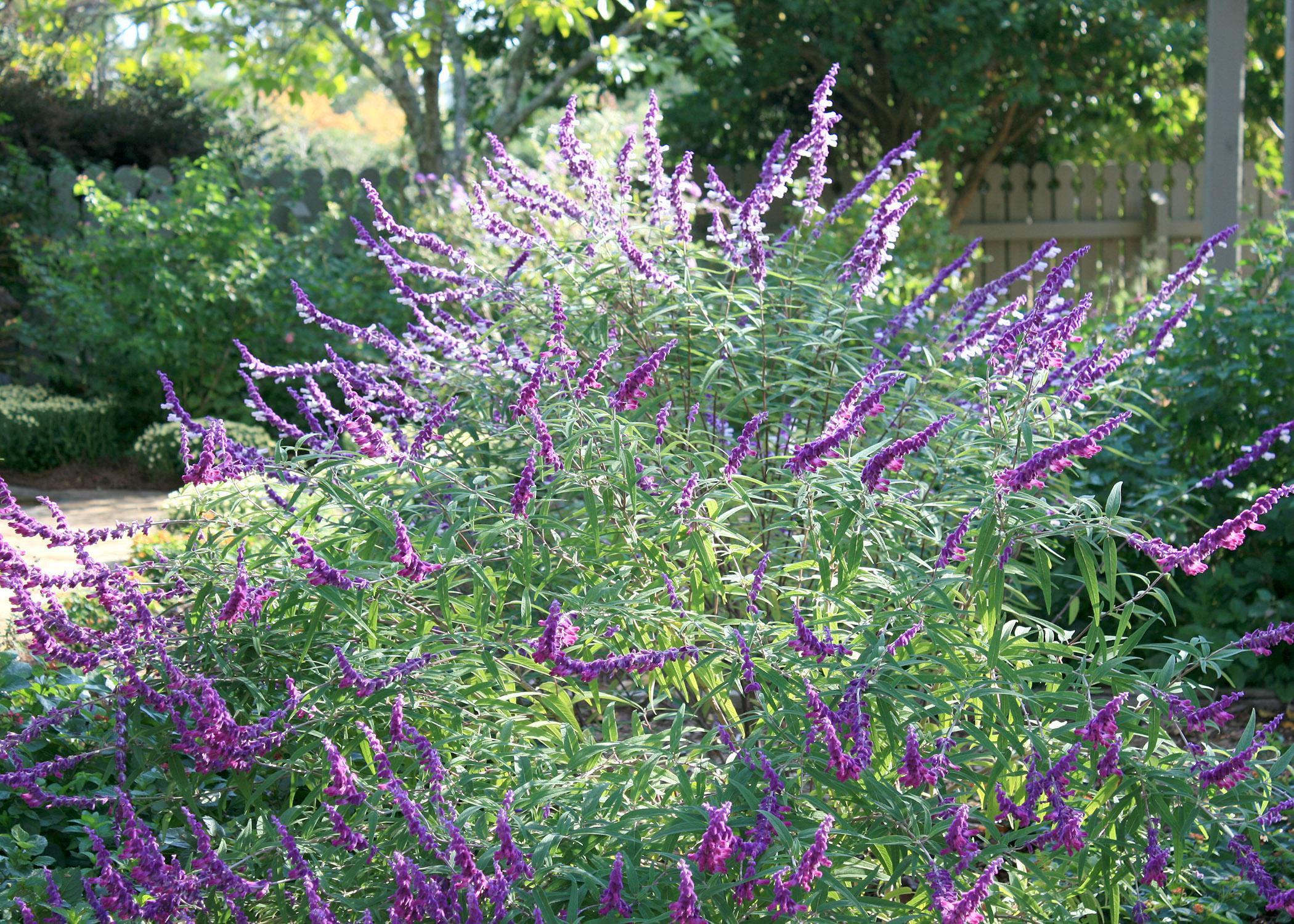 Mexican Bush Sage is a salvia that can grow into a large, 5- to 6-foot mound of violet-blue, wooly flowers. (Photo by MSU Extension Service/Gary Bachman)