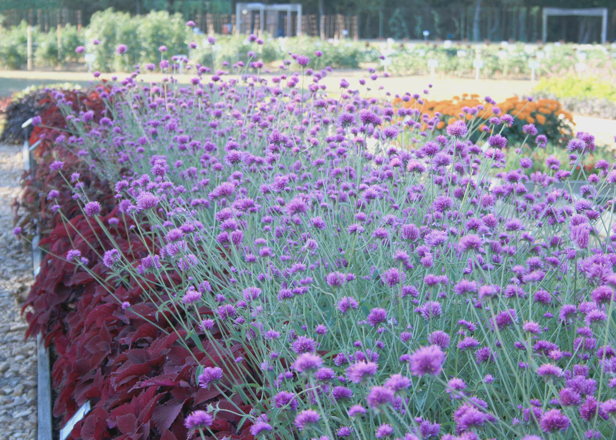 Fall-blooming flowers such as these Gomphrena Fireworks will be on display throughout the Fall Flower and Garden Fest Oct. 18-19 at Mississippi State University's Truck Crops Branch Experiment Station in Crystal Springs. (Photo by MSU Extension Service/Gary Bachman)