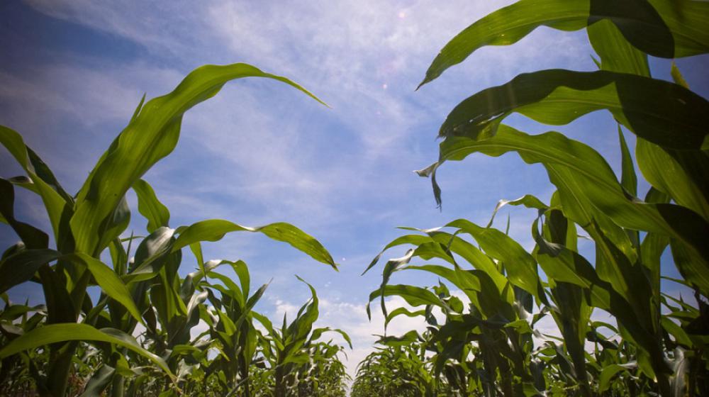 Mississippi Corn