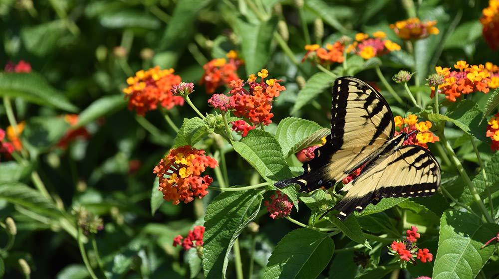 Lantana with a butterfly