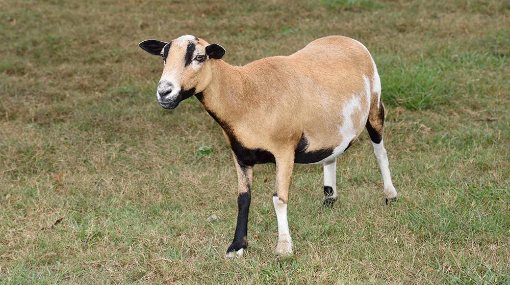 Single goat in a field.