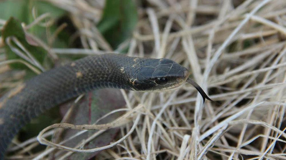 This is an image of a blackracer snake.