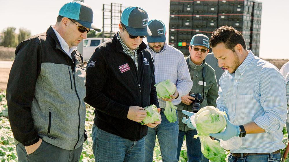 Group of men in field looking at head of lettuce.