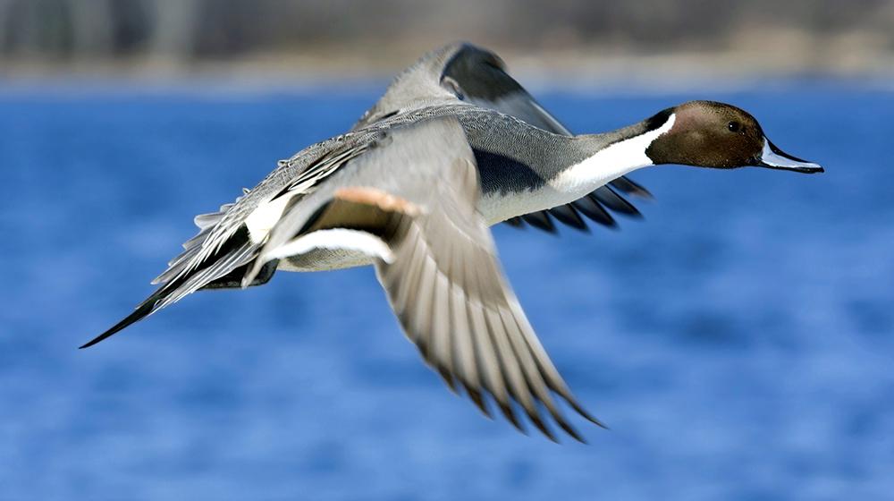 This is an image of a Pintail duck flying over water.