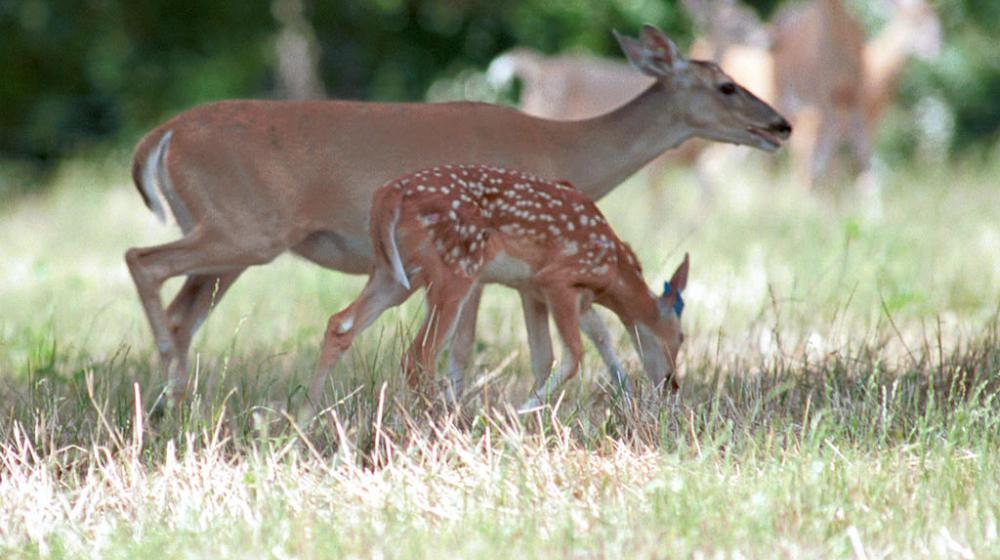 A deer and doe feeding.