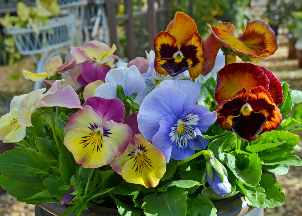 A container is filled with multi-colored blooms.