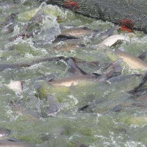 Catfish swimming atop the water.