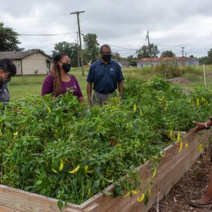 A group of people standing near a garden and looking at plants.