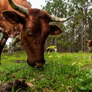 A cow looks into the camera. 