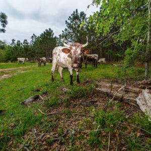 A cow standing behind a fallen tree trunk. 