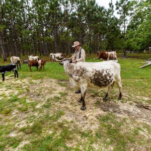 An older man pets a cow. 