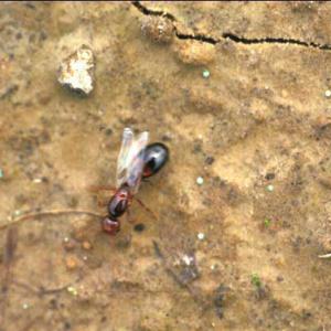 A young fire ant queen.