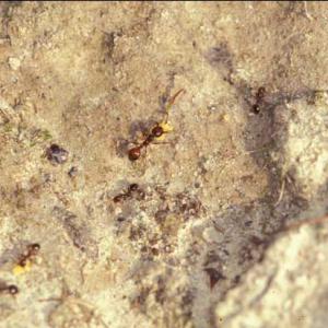 Fire ant workers carrying granules of bait.