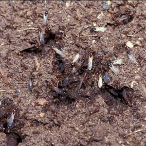 A swarm of black ants with white wings leaves the mound.