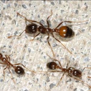 Four brown and black fire ants.