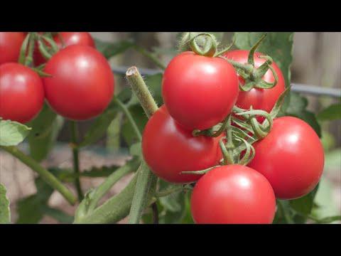 Perfect Fit Tomatoes