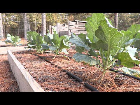 Raised Bed Tips