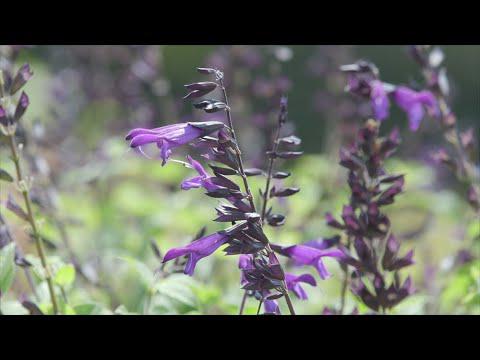 Perennial Salvia