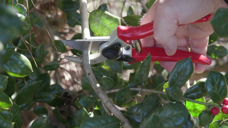 Renewal Pruning