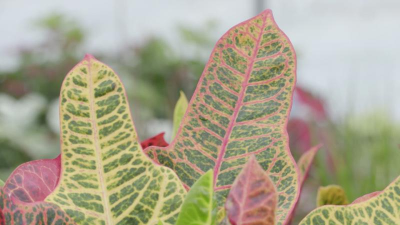 Colorful Crotons