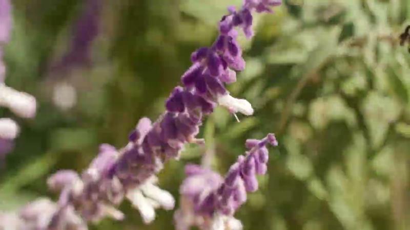 Plants with Purple, November 2023