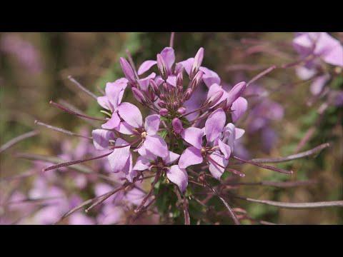 Purple Flowers