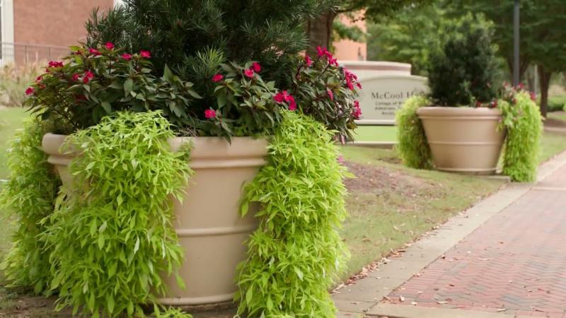 MSU Campus Plantings