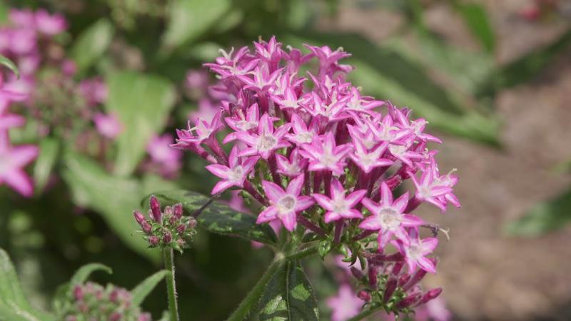 Purple Flowers