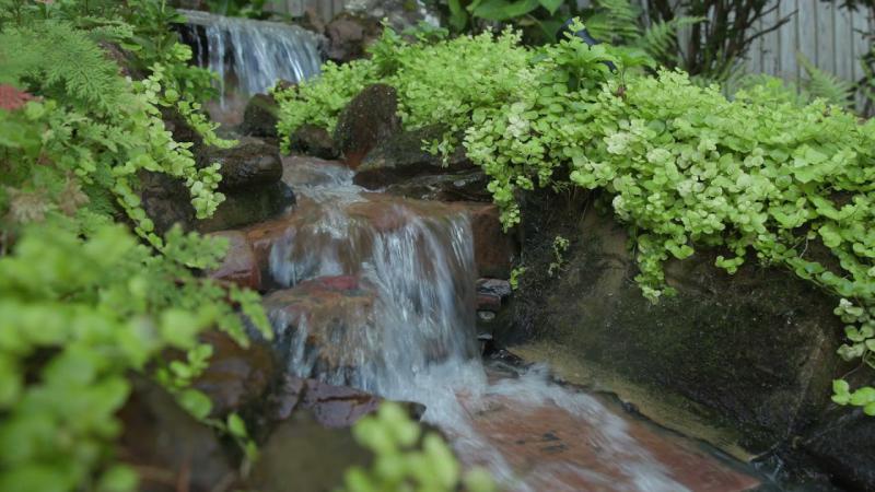 Mississippi Rainforest