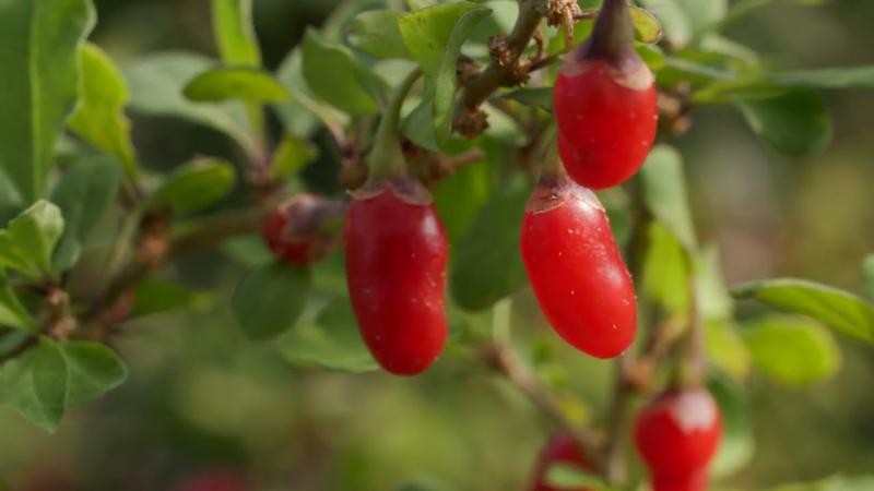 Goji Berry Plants, February 2025