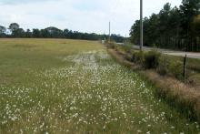 Cogongrass