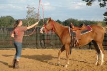 Shanna Lee of Poplarville helps a young horse at Mississippi State University become accustomed to a lead rope during a training session on Oct. 17. Lee, a senior in animal and dairy science, is taking part in a class that teaches students how to safely train horses. (Photo by Linda Breazeale)