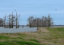 Cormorants can be seen roosting overnight in a cypress break in the Mississippi Delta. One of the most successful harassment techniques being used against cormorants is roost dispersal. (Photos by Jim Steeby)