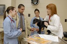 Stacy Lambrinos observes as Dr. Jennifer Burgess illustrates the importance of establishing trust with a young labrador retriever to determine its overall health condition. (Photo by Tom Thompson)