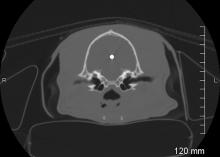 One shotgun pellet penetrated into the exact center of the Labrador retriever's brain, as seen on this CT image taken shortly after the accident. (Images provided by MSU College of Veterinary Medicine)