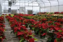 Thirty-two varieties of poinsettias in shades of red, pink and white are gaining more color each day as the Mississippi State University's annual holiday plant sale approaches. The event will be from 9 a.m. to 5 p.m. on Dec. 3 in the campus greenhouses behind Dorman Hall on Stone Boulevard. (Photo by Kat Lawrence)