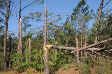 The April 27 tornadoes caused extensive damage to forestland in several Mississippi counties, resulting in an estimated $8.4 million in timber losses (Photo by Scott Corey)