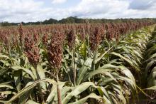 Mississippi State University has more than 1,400 acres of crop and pasture land adjacent to the Starkville campus that is dedicated to research. (Photo by Scott Corey)