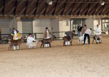 4-H'ers are increasingly choosing to show goats because of the animals' small size and gentle behavior. (Photo by Scott Corey)