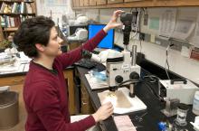 Curiosity led Clarissa Balbalian, the manager of Mississippi State University's plant diagnostic lab, into her career as a plant pathologist. (File photo by MSU Ag Communications/Scott Corey)