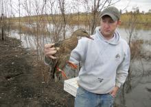 Mississippi State University graduate student Joe Lancaster holds a female mallard duck fitted with a radio frequency transmitter as part of a study tracking mallards in the south Delta. (Submitted Photo)