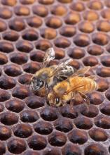 Despite color differences between this Africanized honeybee (left) and a European honeybee, it requires scientific analysis to distinguish between the two. (Photo by USDA-Agricultural Research Service/Scott Bauer)